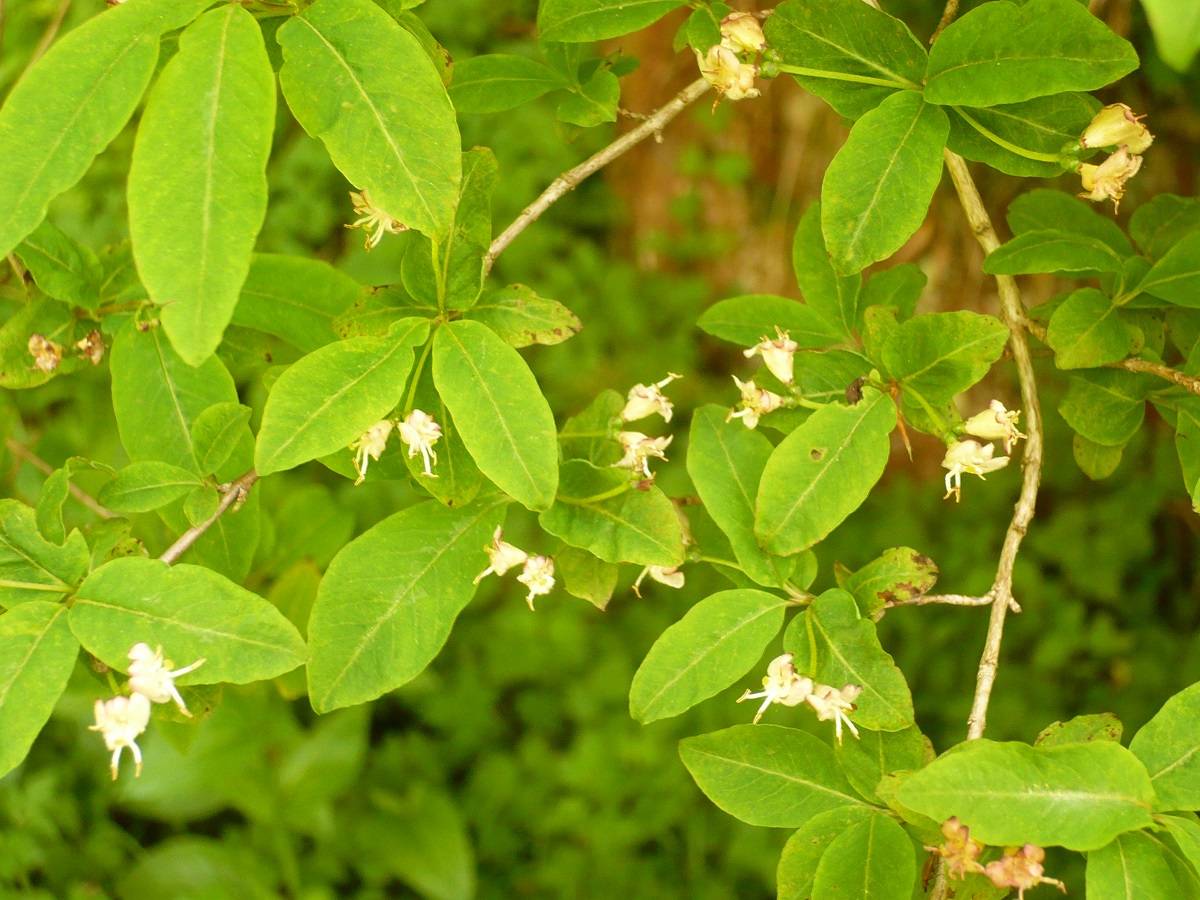 Lonicera nigra (Caprifoliaceae)